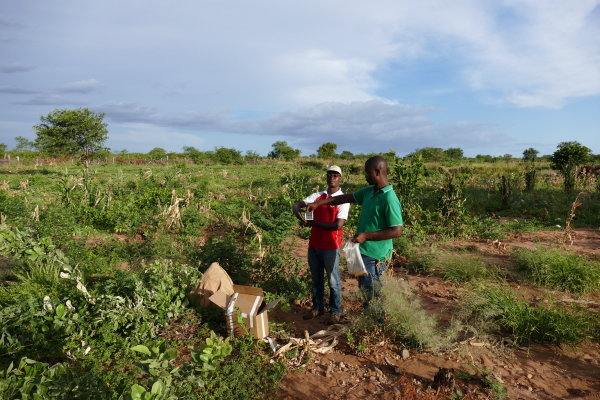 L'équipe MozARH dispose et appâte des pièges Sherman dans un champ en bordure d'un village du Parc National du Limpopo au Mozambique © J. Cappelle, Cirad